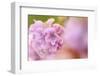 Thrift (Armeria Pungens) Flower Close Up, Alentejo, Portugal-Quinta-Framed Photographic Print