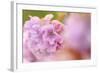 Thrift (Armeria Pungens) Flower Close Up, Alentejo, Portugal-Quinta-Framed Photographic Print