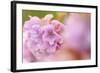 Thrift (Armeria Pungens) Flower Close Up, Alentejo, Portugal-Quinta-Framed Photographic Print