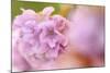 Thrift (Armeria Pungens) Flower Close Up, Alentejo, Portugal-Quinta-Mounted Photographic Print