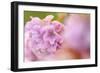 Thrift (Armeria Pungens) Flower Close Up, Alentejo, Portugal-Quinta-Framed Photographic Print