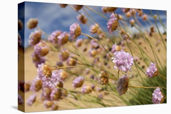 Thrift (Armeria Pungens) Flowers, Alentejo, South West Alentejano and Costa Vicentina, Portugal-Quinta-Stretched Canvas