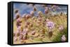 Thrift (Armeria Pungens) Flowers, Alentejo, South West Alentejano and Costa Vicentina, Portugal-Quinta-Framed Stretched Canvas