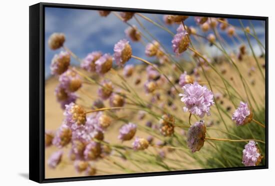 Thrift (Armeria Pungens) Flowers, Alentejo, South West Alentejano and Costa Vicentina, Portugal-Quinta-Framed Stretched Canvas