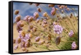 Thrift (Armeria Pungens) Flowers, Alentejo, South West Alentejano and Costa Vicentina, Portugal-Quinta-Framed Stretched Canvas