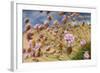 Thrift (Armeria Pungens) Flowers, Alentejo, South West Alentejano and Costa Vicentina, Portugal-Quinta-Framed Photographic Print