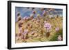 Thrift (Armeria Pungens) Flowers, Alentejo, South West Alentejano and Costa Vicentina, Portugal-Quinta-Framed Photographic Print