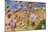 Thrift (Armeria Pungens) Flowers, Alentejo, South West Alentejano and Costa Vicentina, Portugal-Quinta-Mounted Photographic Print