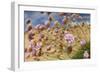 Thrift (Armeria Pungens) Flowers, Alentejo, South West Alentejano and Costa Vicentina, Portugal-Quinta-Framed Photographic Print