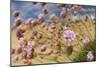 Thrift (Armeria Pungens) Flowers, Alentejo, South West Alentejano and Costa Vicentina, Portugal-Quinta-Mounted Photographic Print