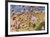 Thrift (Armeria Pungens) Flowers, Alentejo, South West Alentejano and Costa Vicentina, Portugal-Quinta-Framed Photographic Print