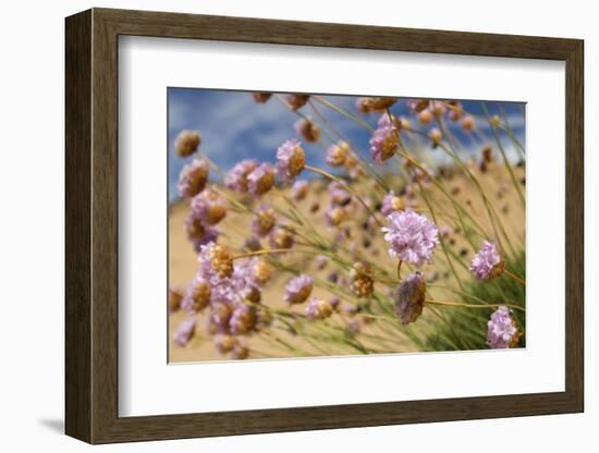 Thrift (Armeria Pungens) Flowers, Alentejo, South West Alentejano and Costa Vicentina, Portugal-Quinta-Framed Photographic Print