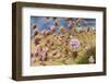 Thrift (Armeria Pungens) Flowers, Alentejo, South West Alentejano and Costa Vicentina, Portugal-Quinta-Framed Photographic Print