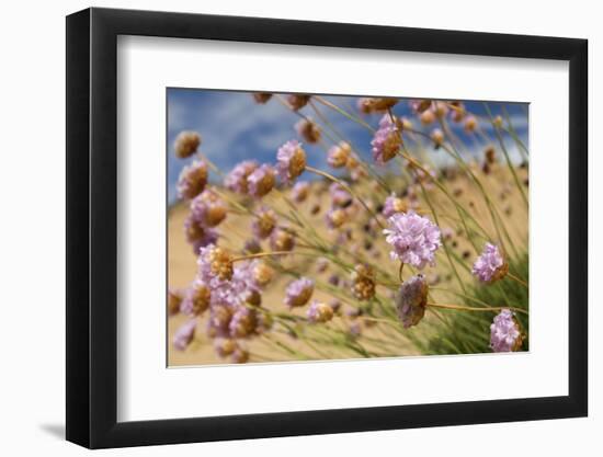 Thrift (Armeria Pungens) Flowers, Alentejo, South West Alentejano and Costa Vicentina, Portugal-Quinta-Framed Photographic Print