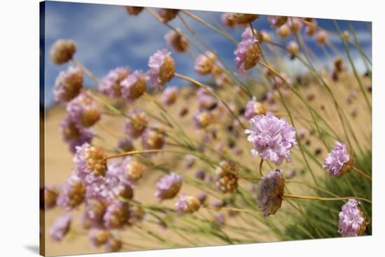 Thrift (Armeria Pungens) Flowers, Alentejo, South West Alentejano and Costa Vicentina, Portugal-Quinta-Stretched Canvas