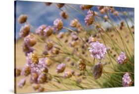 Thrift (Armeria Pungens) Flowers, Alentejo, South West Alentejano and Costa Vicentina, Portugal-Quinta-Stretched Canvas