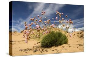 Thrift (Armeria Pungens) in Flower on Beach, Alentejo, Portugal-Quinta-Stretched Canvas