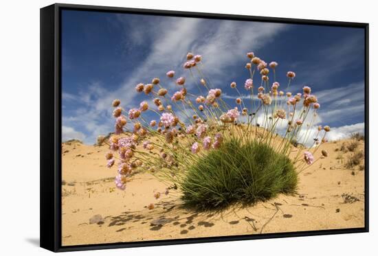 Thrift (Armeria Pungens) in Flower on Beach, Alentejo, Portugal-Quinta-Framed Stretched Canvas