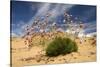 Thrift (Armeria Pungens) in Flower on Beach, Alentejo, Portugal-Quinta-Stretched Canvas