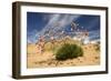 Thrift (Armeria Pungens) in Flower on Beach, Alentejo, Portugal-Quinta-Framed Photographic Print