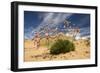 Thrift (Armeria Pungens) in Flower on Beach, Alentejo, Portugal-Quinta-Framed Photographic Print