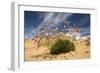 Thrift (Armeria Pungens) in Flower on Beach, Alentejo, Portugal-Quinta-Framed Photographic Print