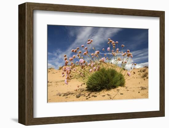 Thrift (Armeria Pungens) in Flower on Beach, Alentejo, Portugal-Quinta-Framed Photographic Print