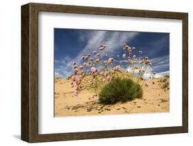 Thrift (Armeria Pungens) in Flower on Beach, Alentejo, Portugal-Quinta-Framed Photographic Print