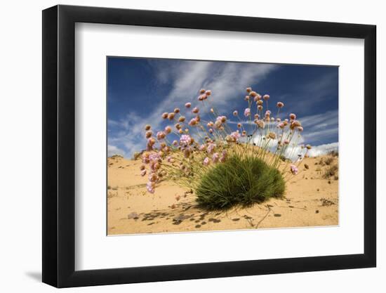 Thrift (Armeria Pungens) in Flower on Beach, Alentejo, Portugal-Quinta-Framed Photographic Print