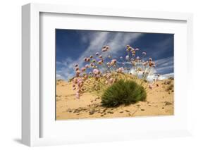 Thrift (Armeria Pungens) in Flower on Beach, Alentejo, Portugal-Quinta-Framed Photographic Print