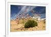 Thrift (Armeria Pungens) in Flower on Beach, Alentejo, Portugal-Quinta-Framed Photographic Print