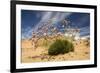 Thrift (Armeria Pungens) in Flower on Beach, Alentejo, Portugal-Quinta-Framed Photographic Print