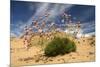 Thrift (Armeria Pungens) in Flower on Beach, Alentejo, Portugal-Quinta-Mounted Photographic Print