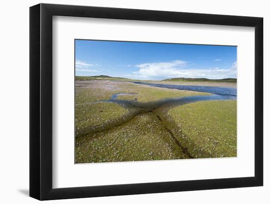 Thrift Flowering on Saltmarsh, Achnahaird Bay, Coigach and Assynt, Sutherland, Scotland, UK-Niall Benvie-Framed Photographic Print