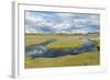 Thrift Flowering on Saltmarsh, Achnahaird Bay, Coigach and Assynt, Sutherland, Scotland, UK-Niall Benvie-Framed Photographic Print