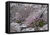 Thrift Growing on Lichen Covered Rocks on Coast-null-Framed Stretched Canvas