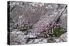 Thrift Growing on Lichen Covered Rocks on Coast-null-Stretched Canvas