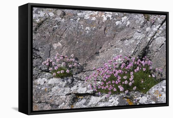 Thrift Growing on Lichen Covered Rocks on Coast-null-Framed Stretched Canvas