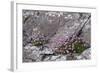 Thrift Growing on Lichen Covered Rocks on Coast-null-Framed Photographic Print