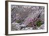 Thrift Growing on Lichen Covered Rocks on Coast-null-Framed Photographic Print