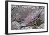 Thrift Growing on Lichen Covered Rocks on Coast-null-Framed Photographic Print