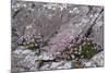 Thrift Growing on Lichen Covered Rocks on Coast-null-Mounted Photographic Print