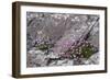 Thrift Growing on Lichen Covered Rocks on Coast-null-Framed Photographic Print