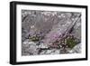 Thrift Growing on Lichen Covered Rocks on Coast-null-Framed Photographic Print