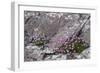 Thrift Growing on Lichen Covered Rocks on Coast-null-Framed Photographic Print