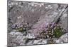 Thrift Growing on Lichen Covered Rocks on Coast-null-Mounted Photographic Print