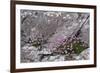 Thrift Growing on Lichen Covered Rocks on Coast-null-Framed Photographic Print