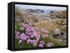 Thrift Sea Pink in Flower Among Rocks at Plougrescant, Brittany, France-Philippe Clement-Framed Stretched Canvas