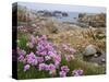 Thrift Sea Pink in Flower Among Rocks at Plougrescant, Brittany, France-Philippe Clement-Stretched Canvas