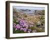 Thrift Sea Pink in Flower Among Rocks at Plougrescant, Brittany, France-Philippe Clement-Framed Photographic Print